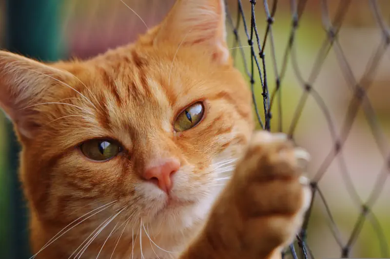 Un chat accroché au filet à chat