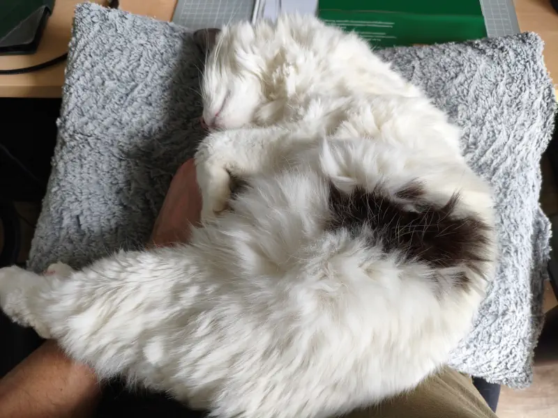 Un chat bien installé dans son foyer