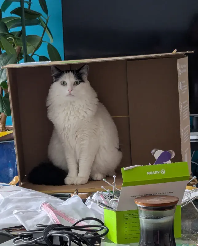 Un chat dans un carton qui joue en appartement