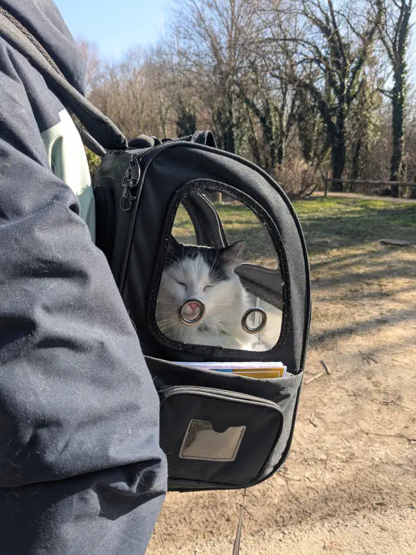 Chat dort en sac de transport dorsal ouvert