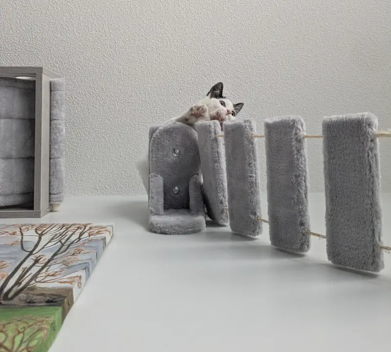 Un chat en hauteur sur un module pont de singe