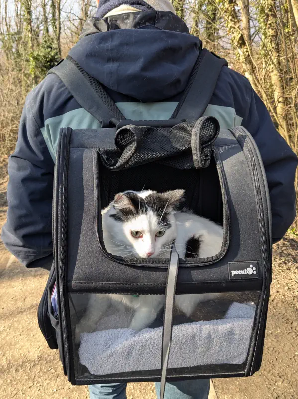 Chat en promenade en sac de transport dorsal ouvert