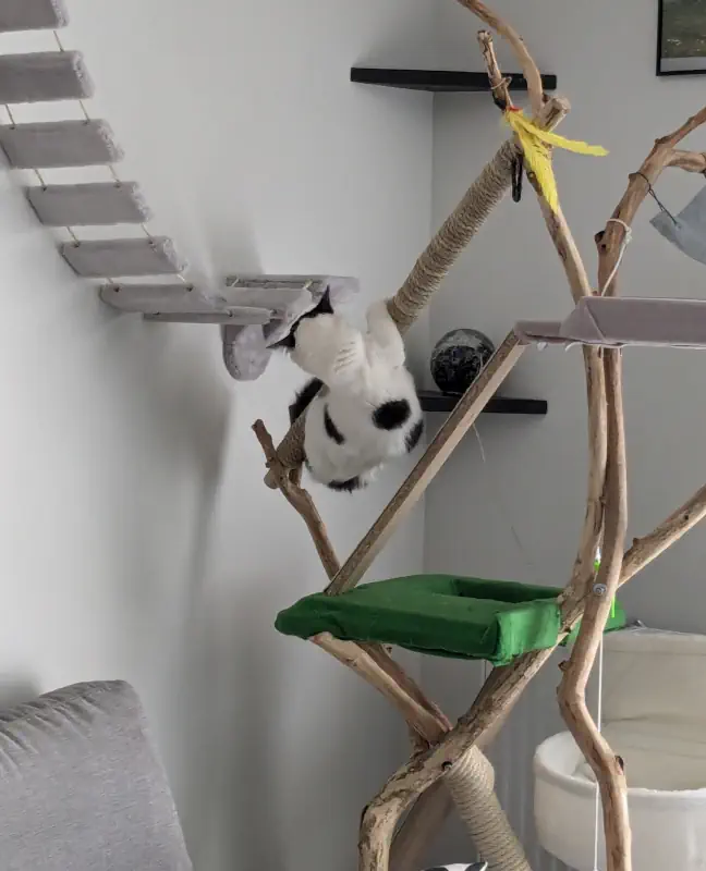 Un chat qui escalade un arbre à chat en appartement