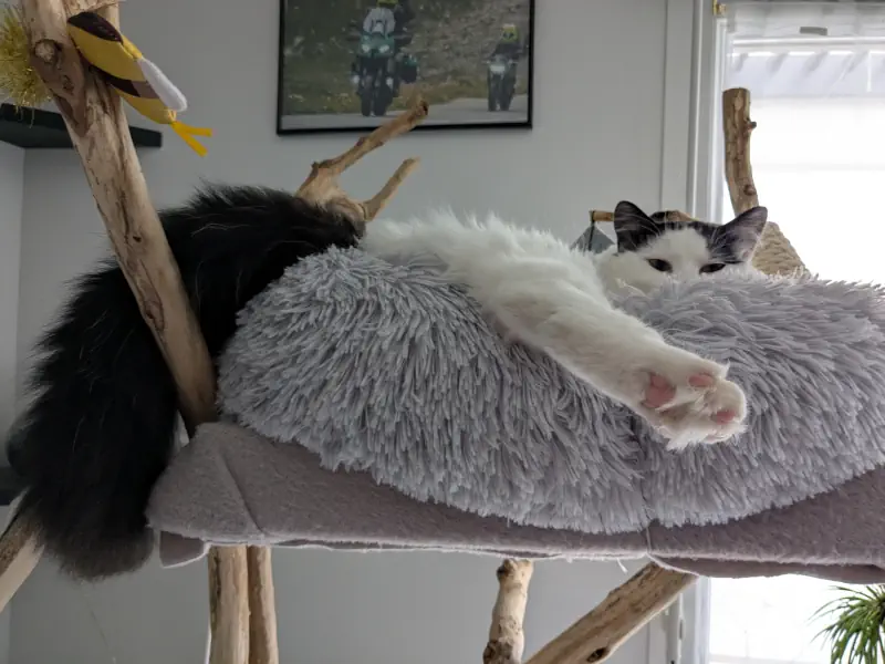 Un chat bien installé en zone de calme.