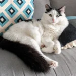 Chat heureux sur le canapé en appartement