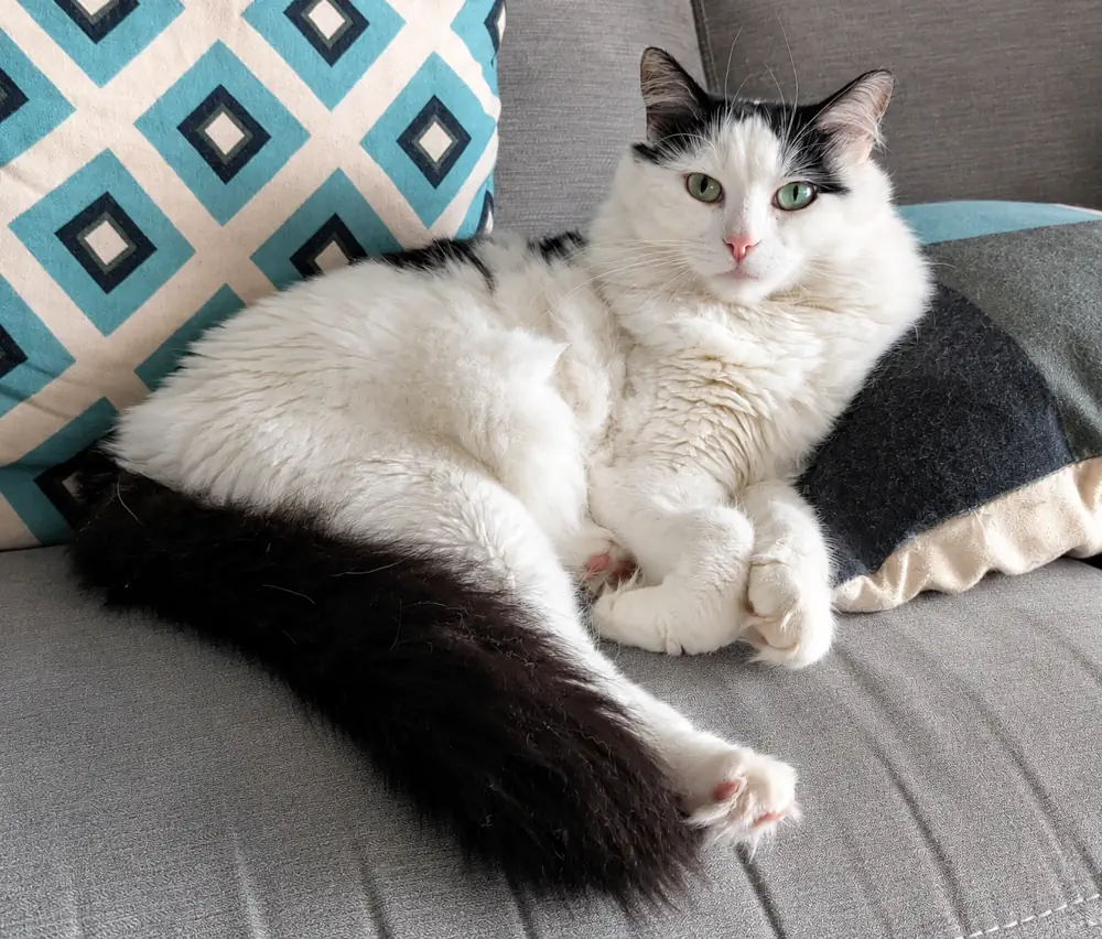 Chat heureux sur le canapé en appartement
