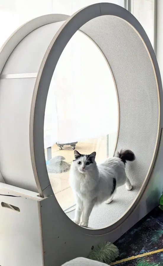 Un chat jouant dans une roue pour chat d'appartement géante.