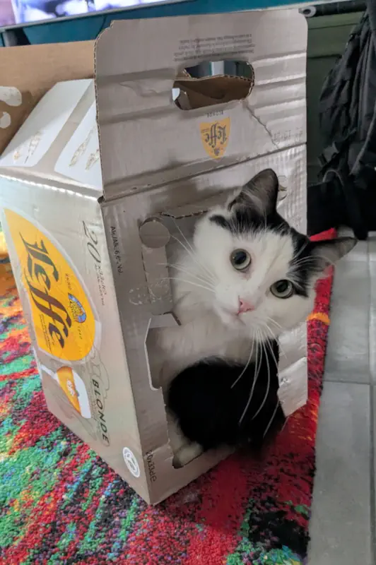 Un chat qui joue dans un carton de Leffe