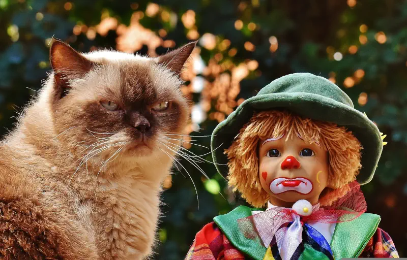 Un chat pas très content