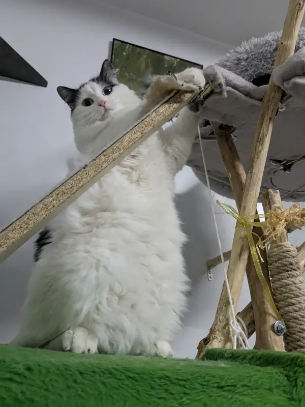 Chat perché dans un arbre à chat en appartement