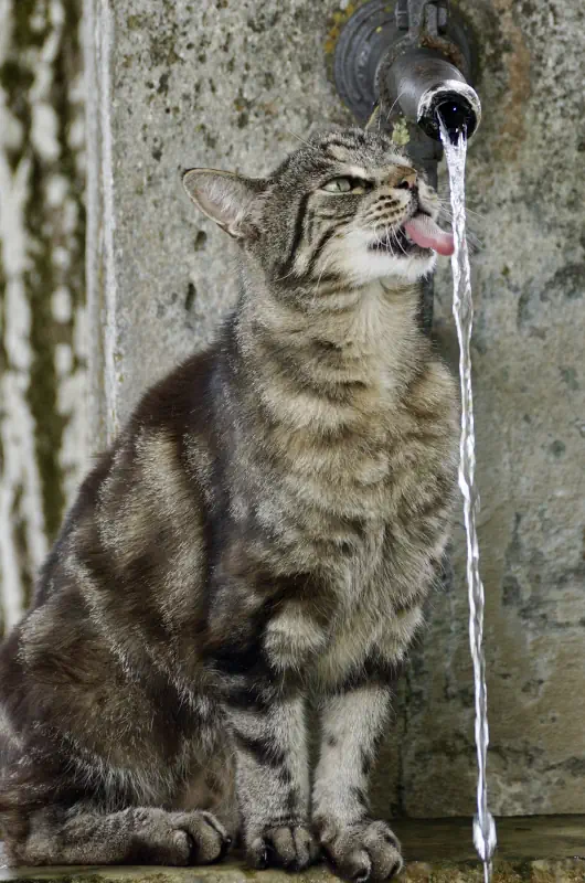 Un chat qui boit à la fontaine
