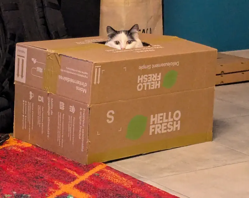 Orion le chat qui joue avec son humain caché dans une caisse