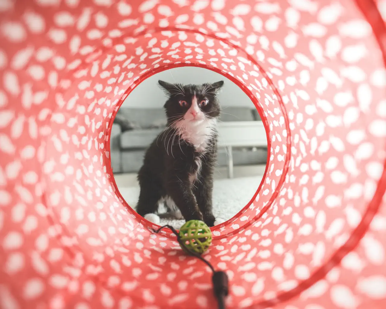 Un chat qui joue dans un tunnel interactif