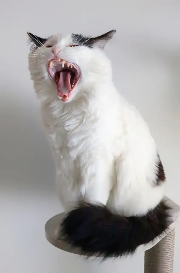 Un chat qui râle fort