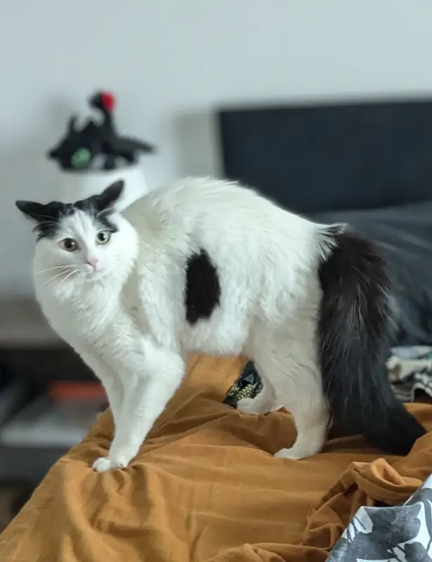Chat speed pour jouer