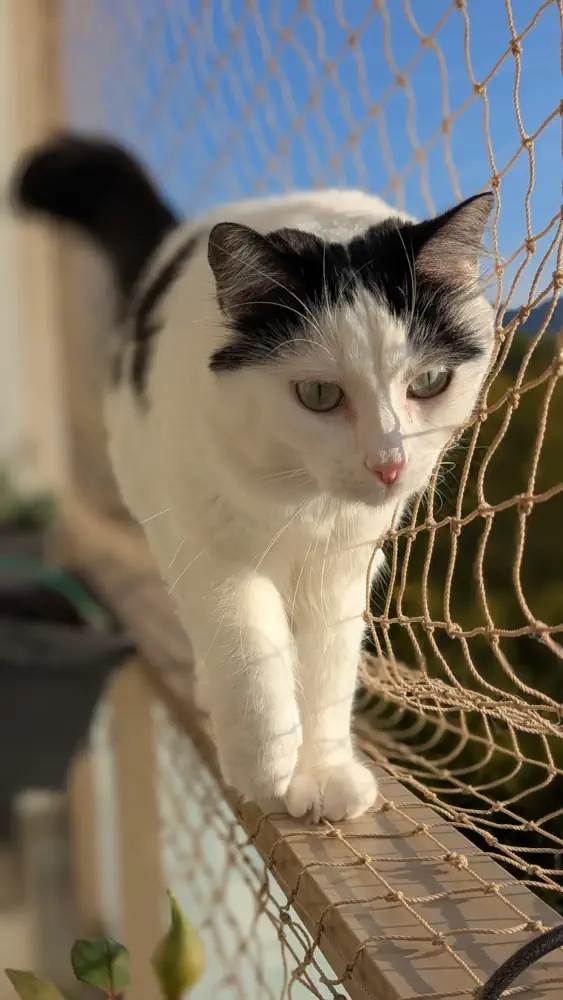 Un chat sur la rambarde d'un balcon avec filet