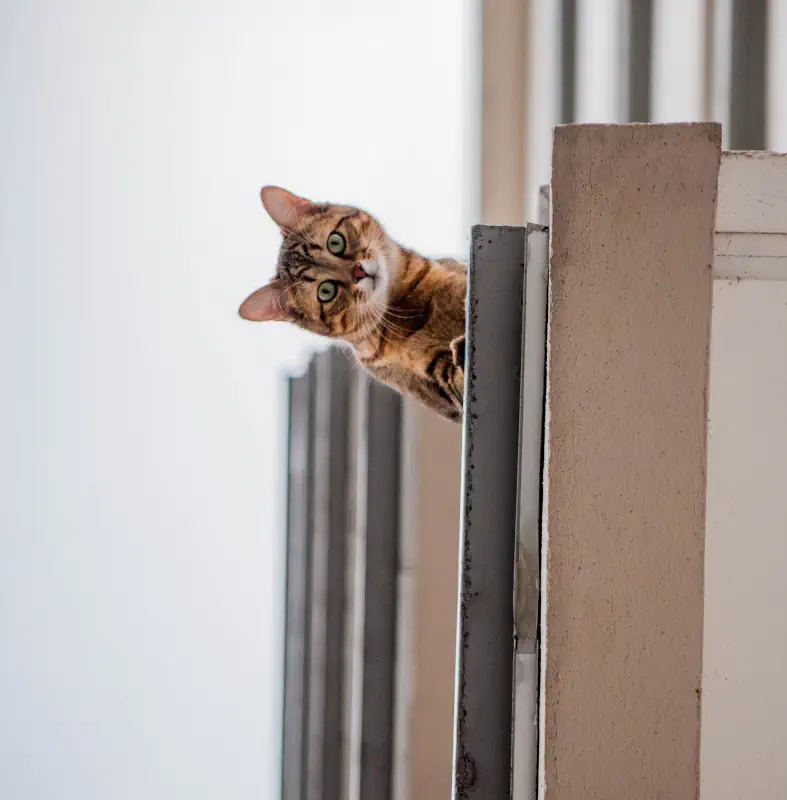Un chat sur un balcon dans le vide