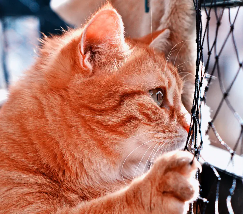 Un chat sur balcon derrière un filet