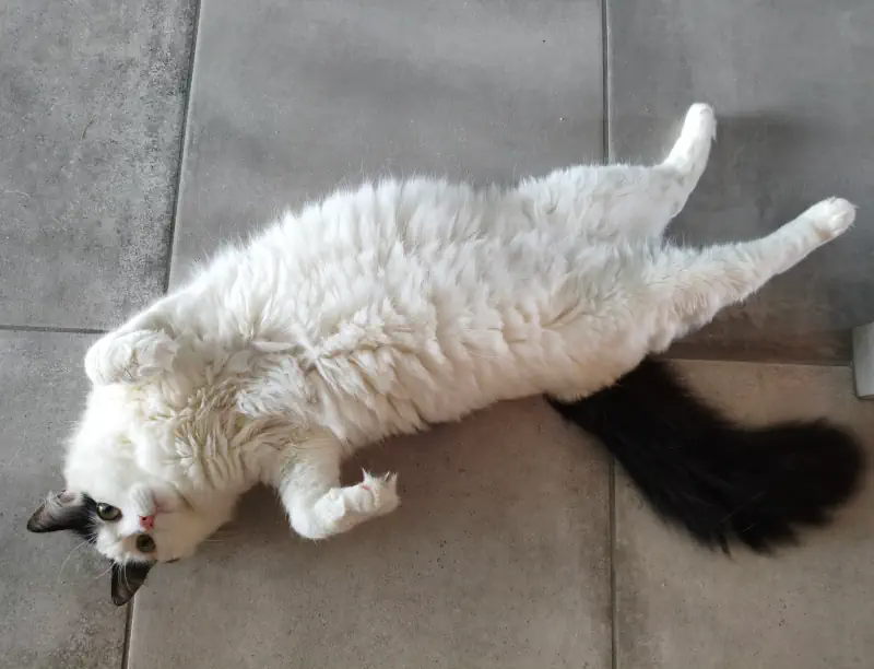 Un chat sur le dos pour jouer avec son humain