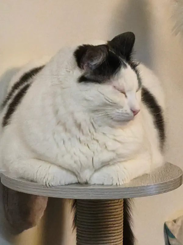 Un chat installé sur un module mural en appartement.