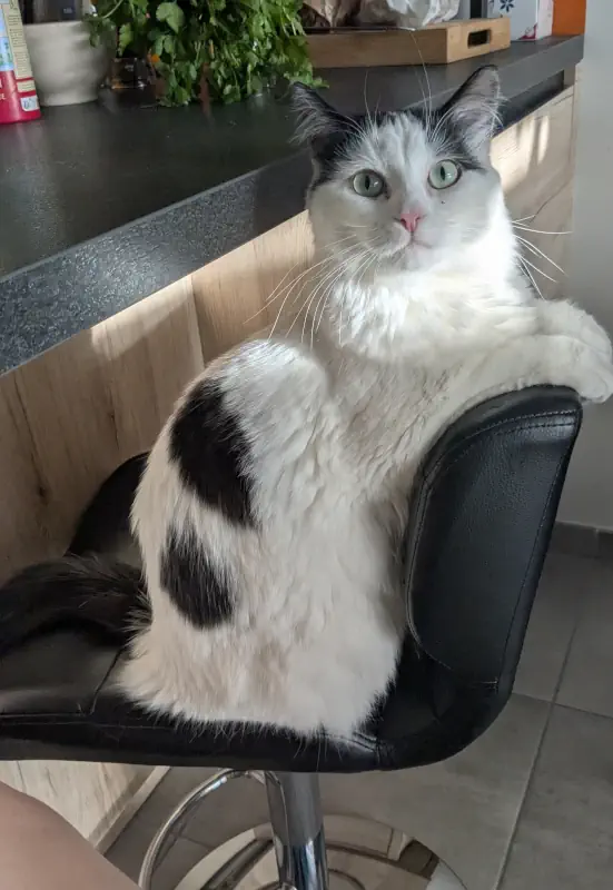 Orion le chat sur un tabouret de bar