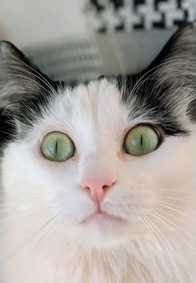 Un beau chat surpris