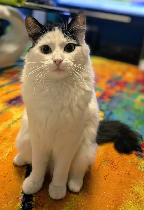 Un chaton au regard interrogateur en appartement