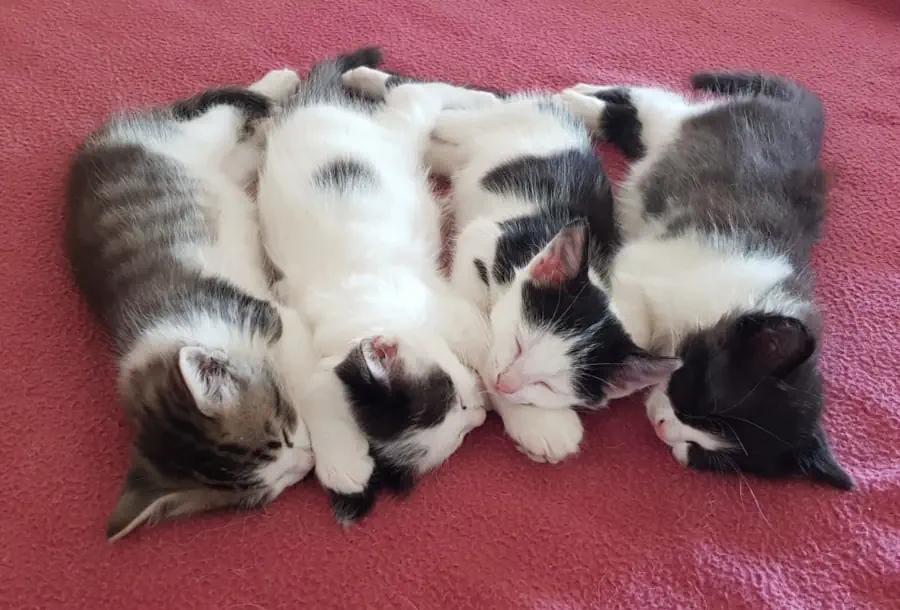 4 chatons qui dorment ensemble dans un lit.