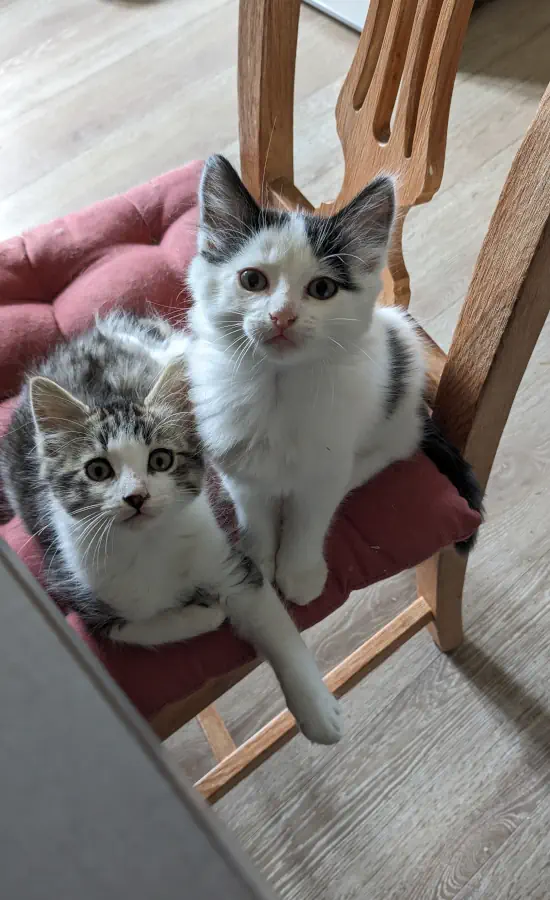 Deux chatons adorables dans un appartement