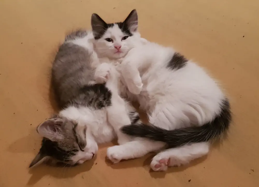 Deux chats adoptés vivent ensembles