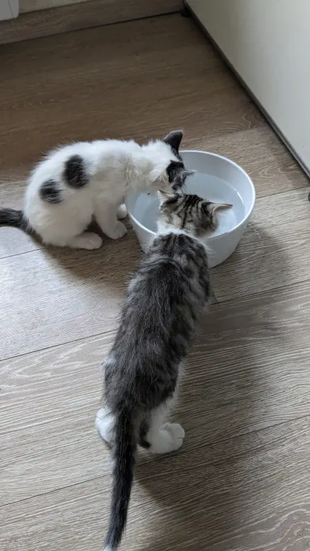 Deux chatons qui cohabitent sans problème