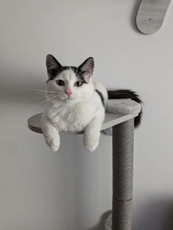 Orion le chat en attente de jeu en appartement