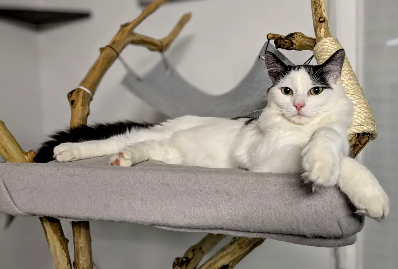 Le chat Orion dans son lit en hauteur
