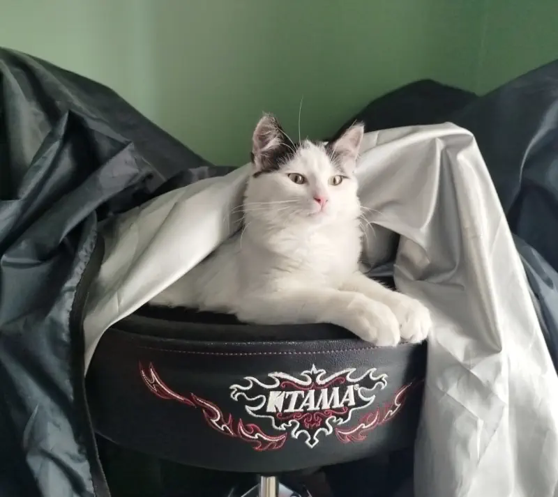 Orion sa Majesté le Chat en appartement
