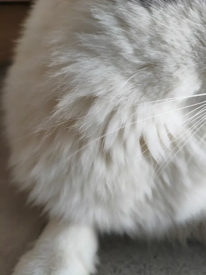 Un chat avec un beau poil fluffy